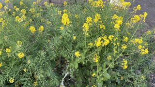 Thumbnail of post image 121