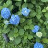 Thumbnail of new posts 055